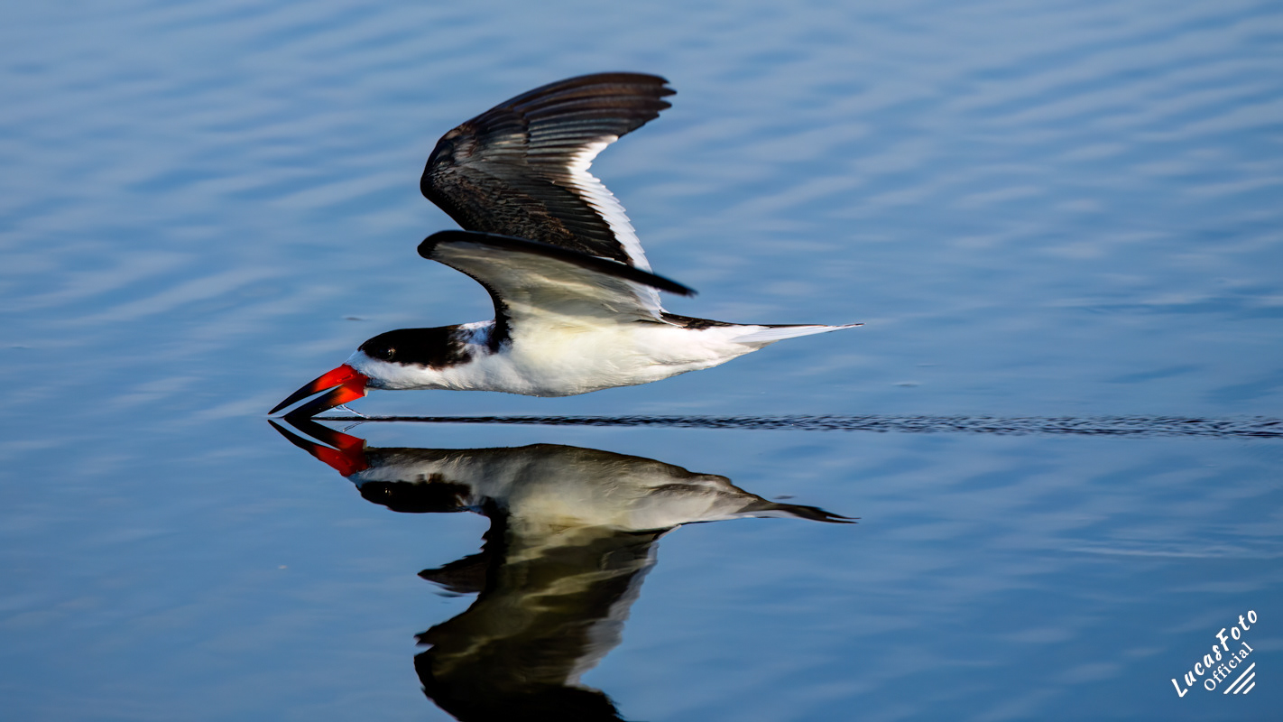 Black Skimmer