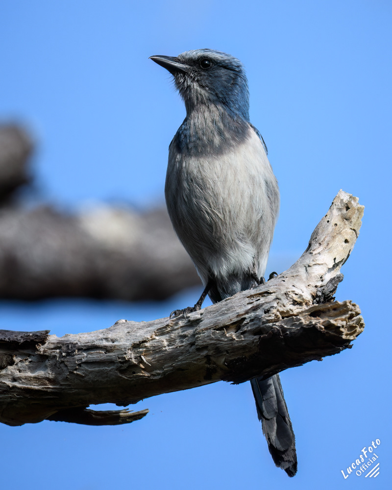 Florida Scrub Jay