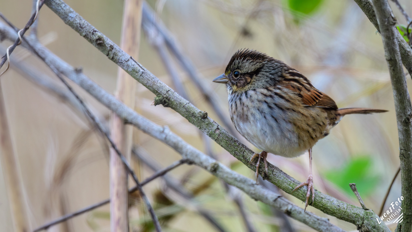 Swamp Sparrow