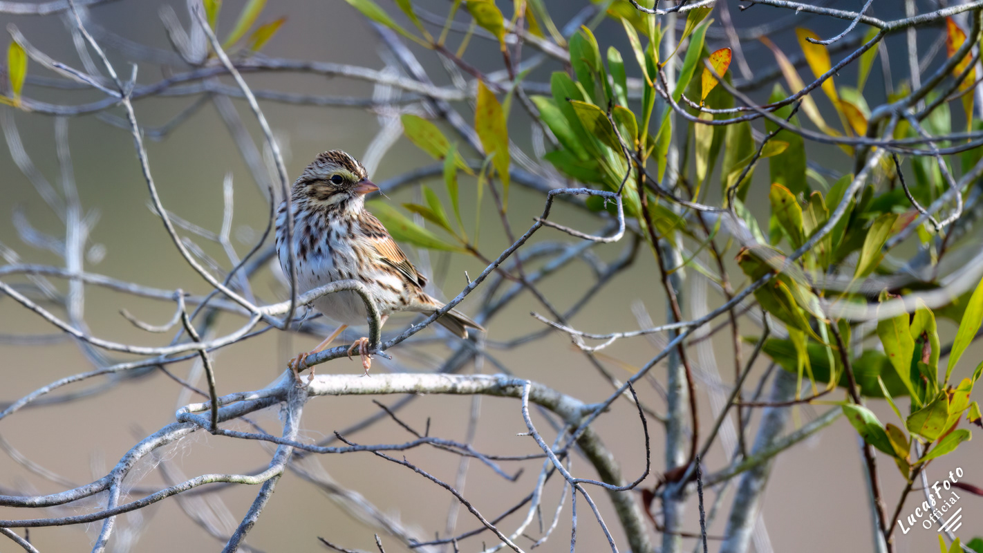 Savannah Sparrow