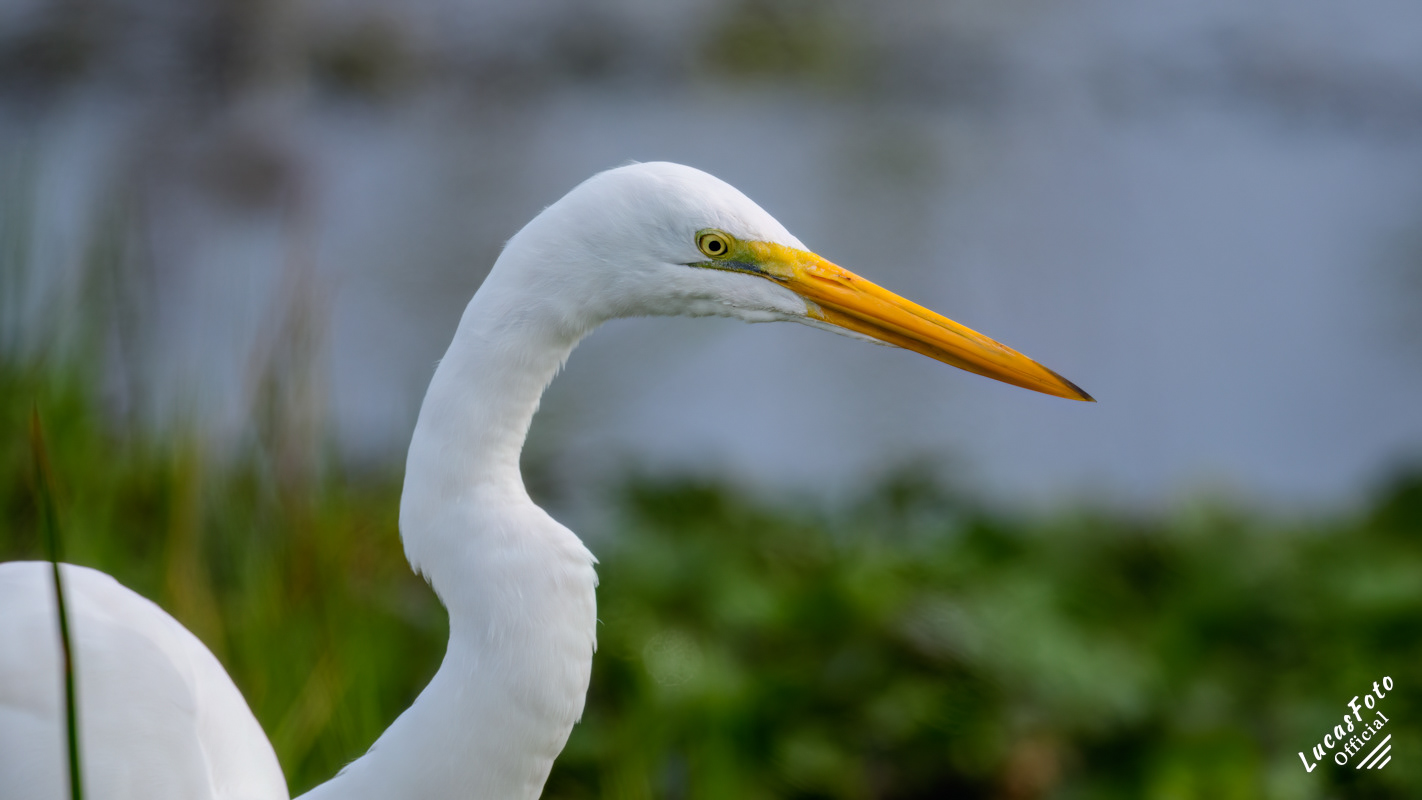 Great Egret
