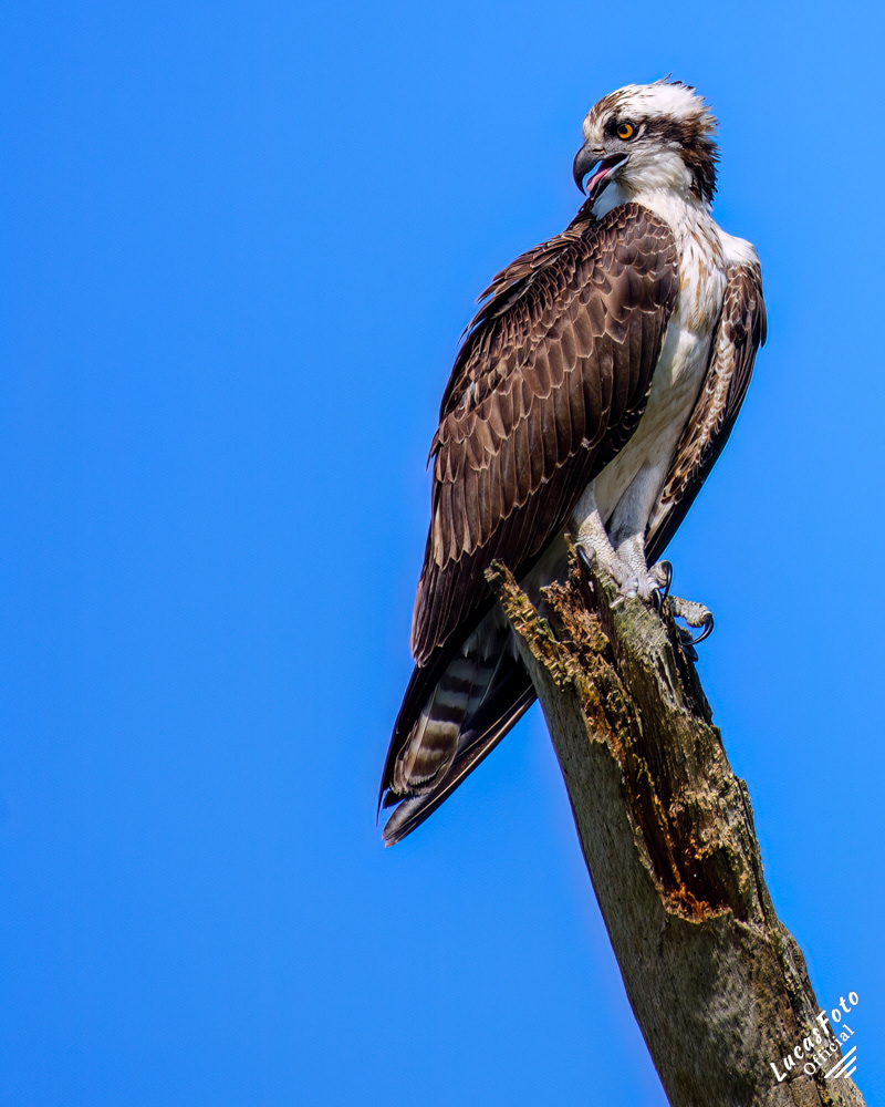 Osprey