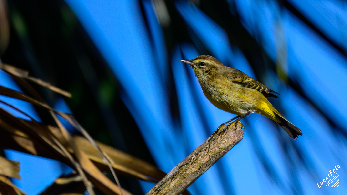 Palm Warbler