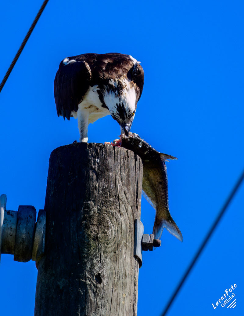 Osprey