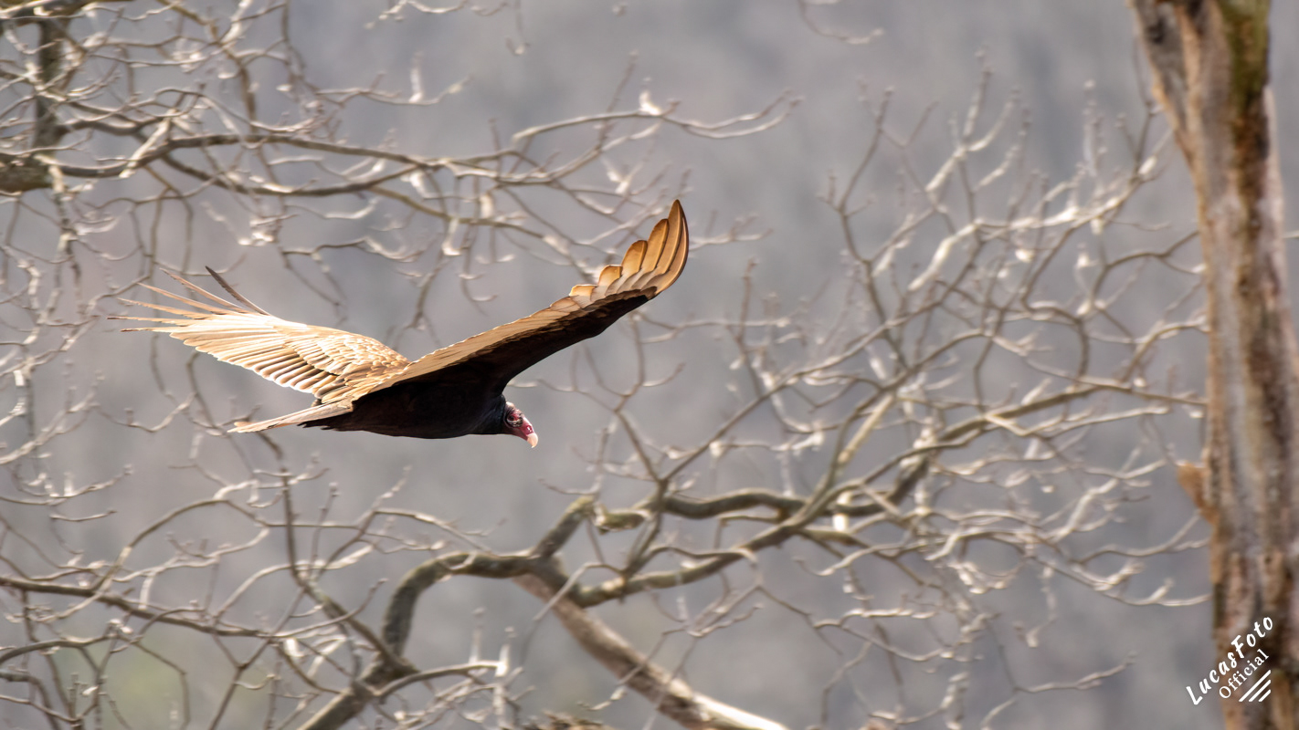 Turkey Vulture