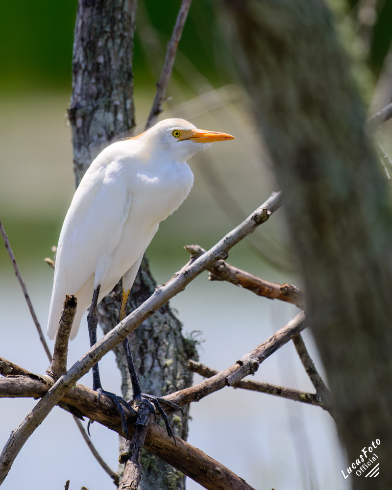 Cattle Egret