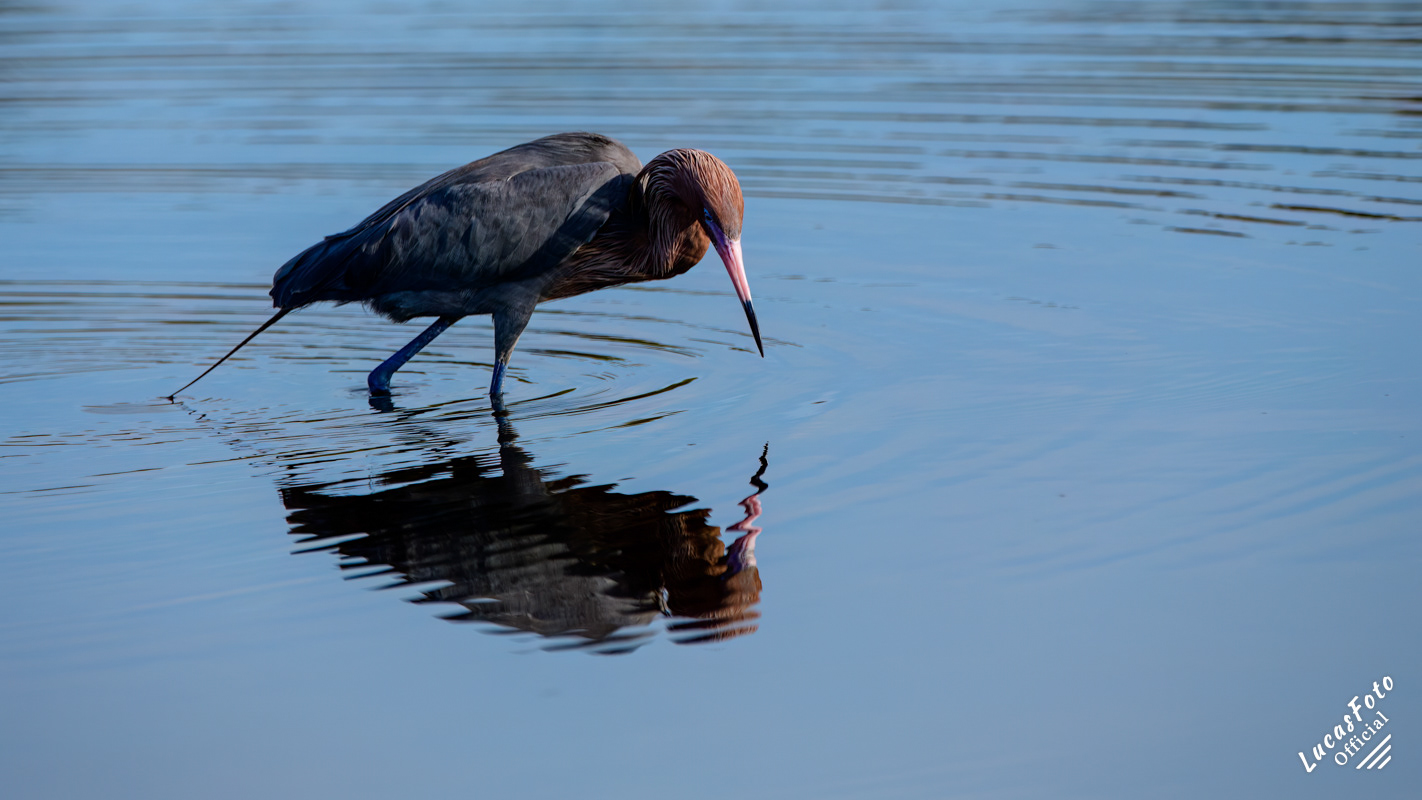 Reddish Egret