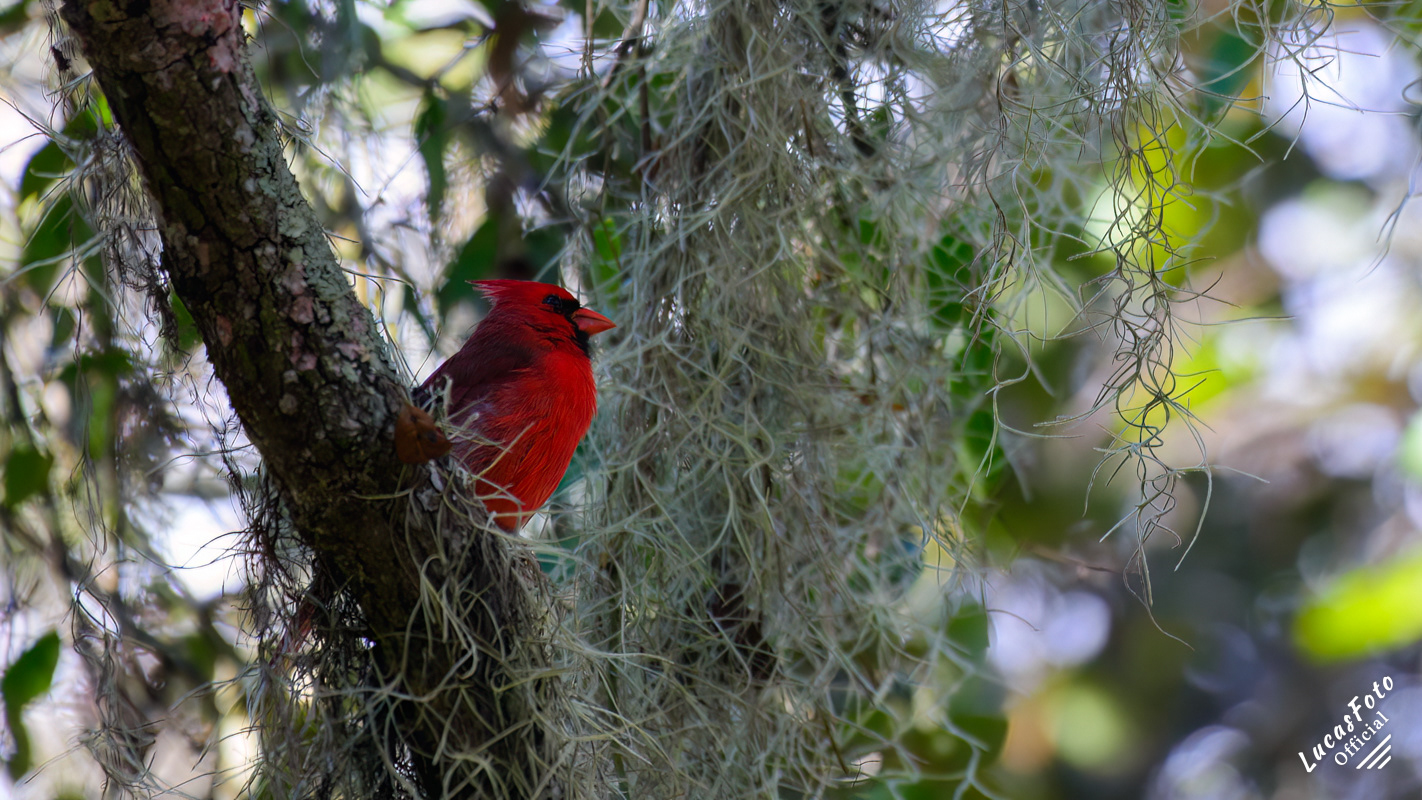 Northern Cardinal