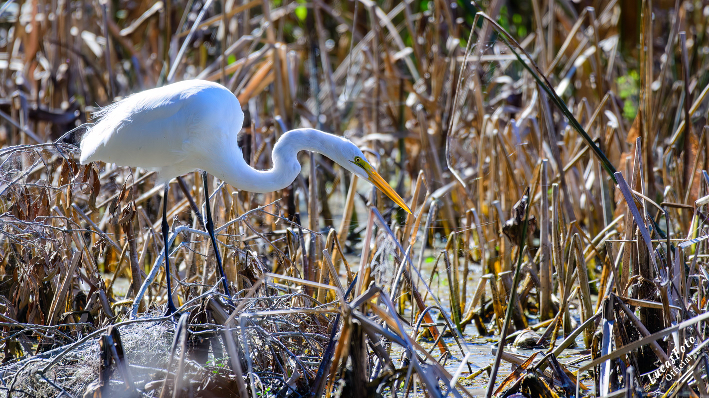 Great Egret