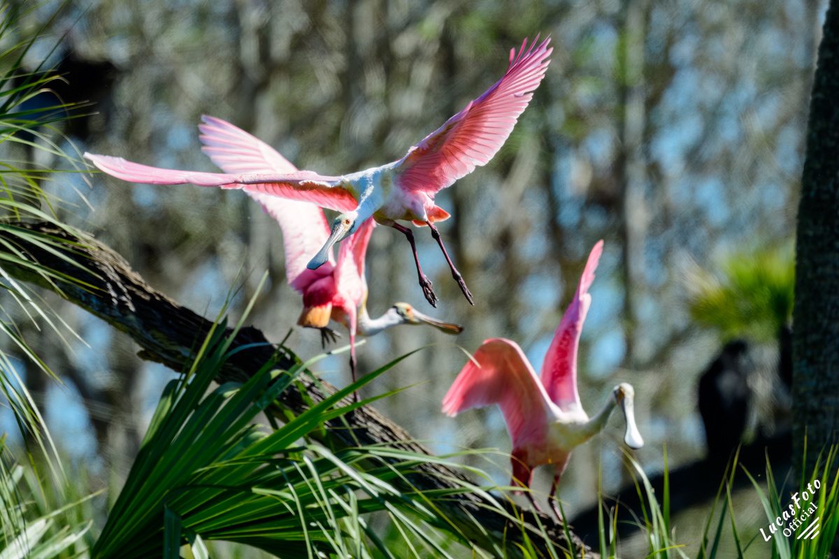 Roseate Spoonbill