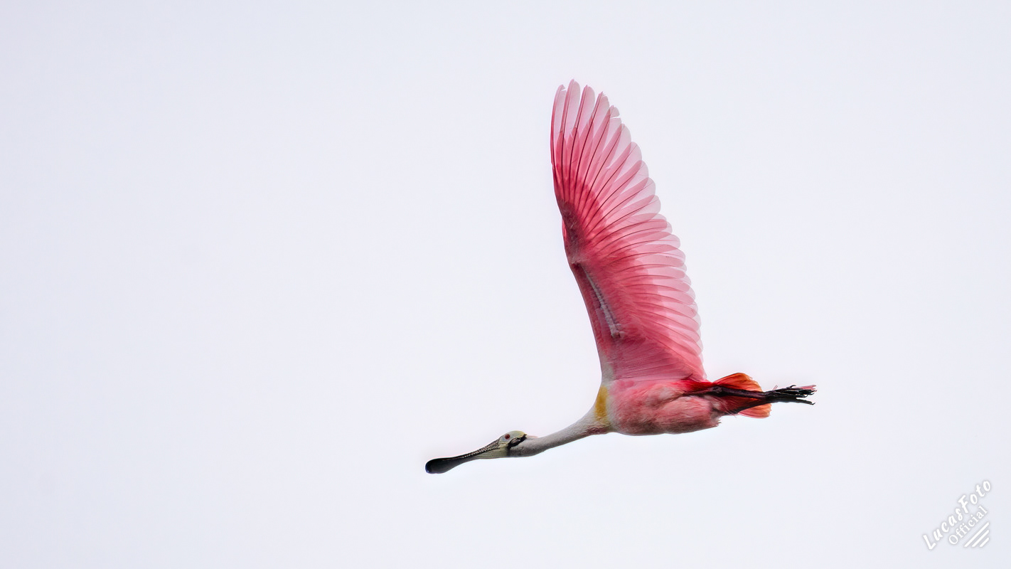 Roseate Spoonbill