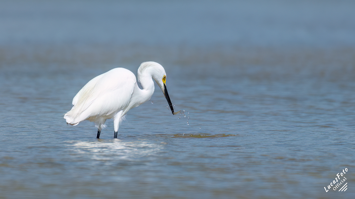 Snowy Egret