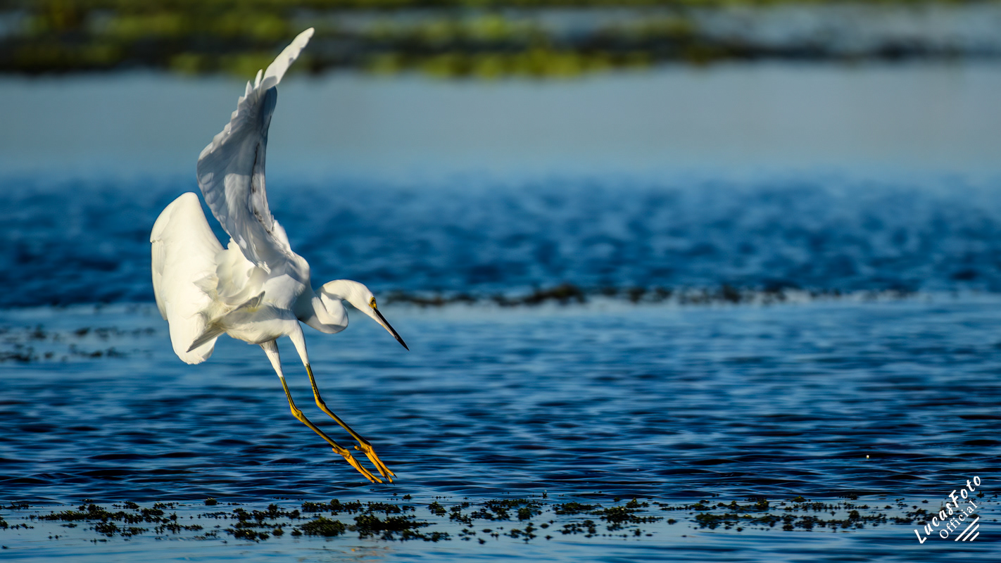 Snowy Egret
