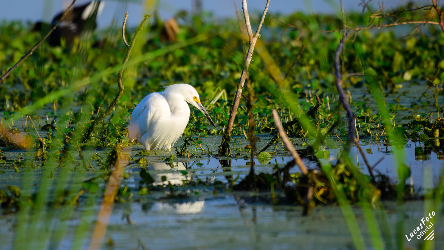 Snowy Egret