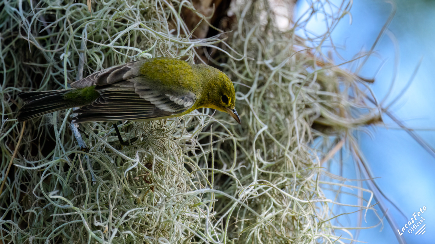 Pine Warbler
