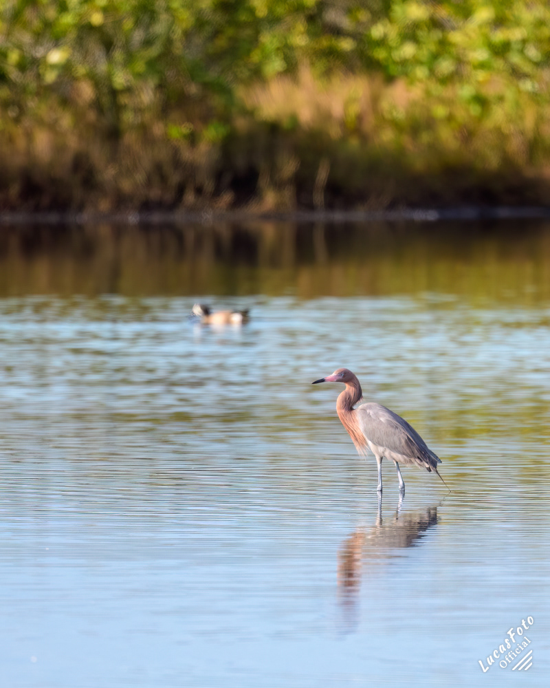 Reddish Egret