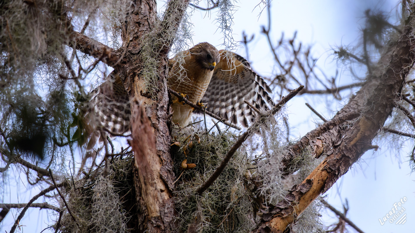Red-shouldered Hawk