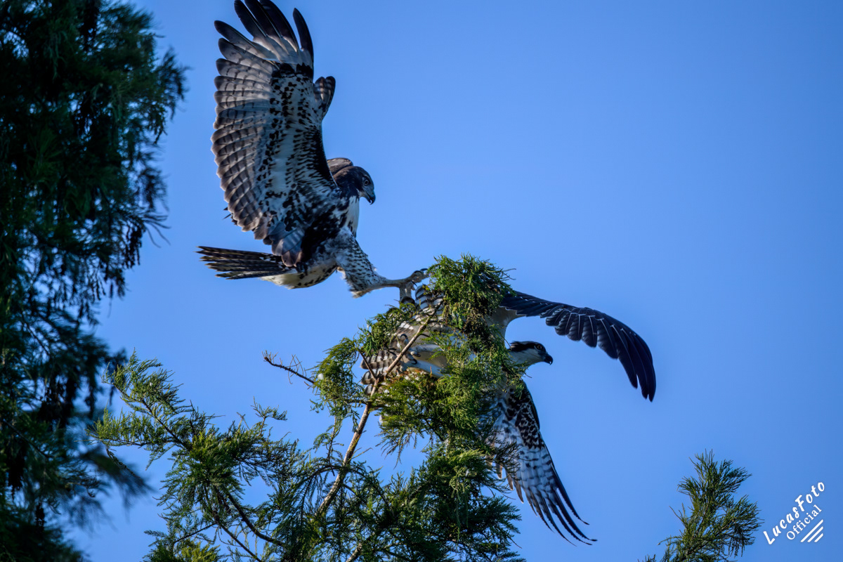 Red-tailed Hawk / Osprey