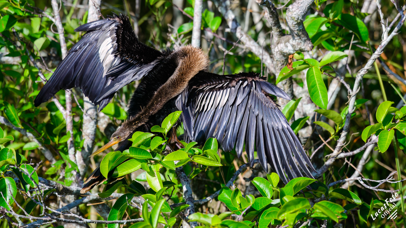 Anhinga