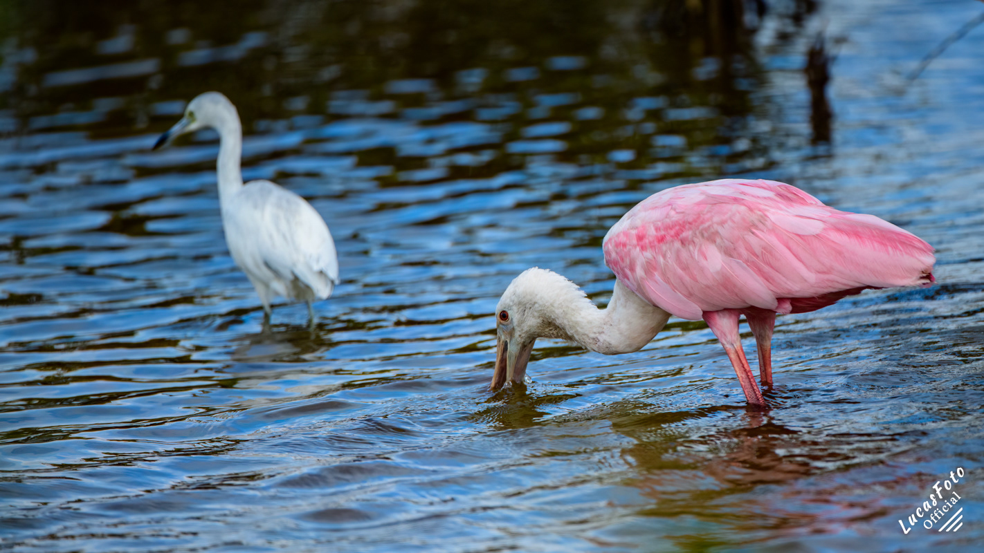 Roseate Spoonbill