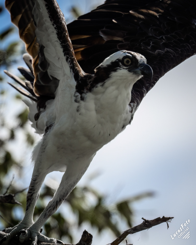 Osprey