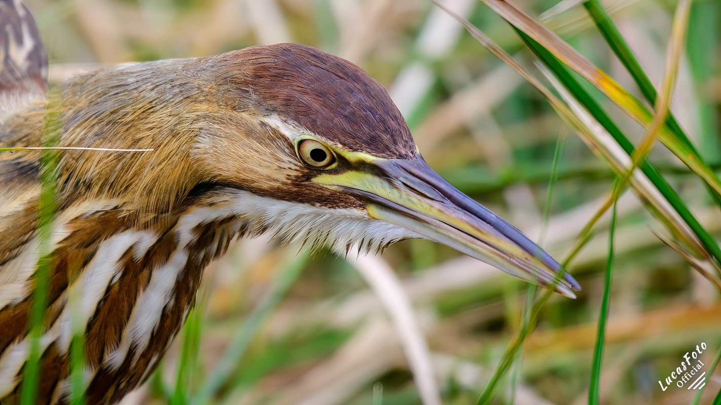American Bittern