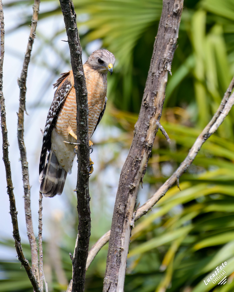 Red-shouldered Hawk
