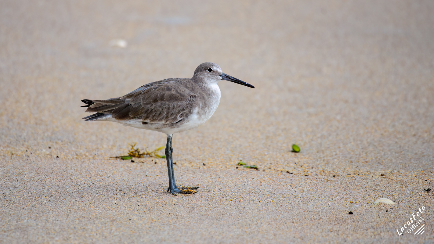 Willet