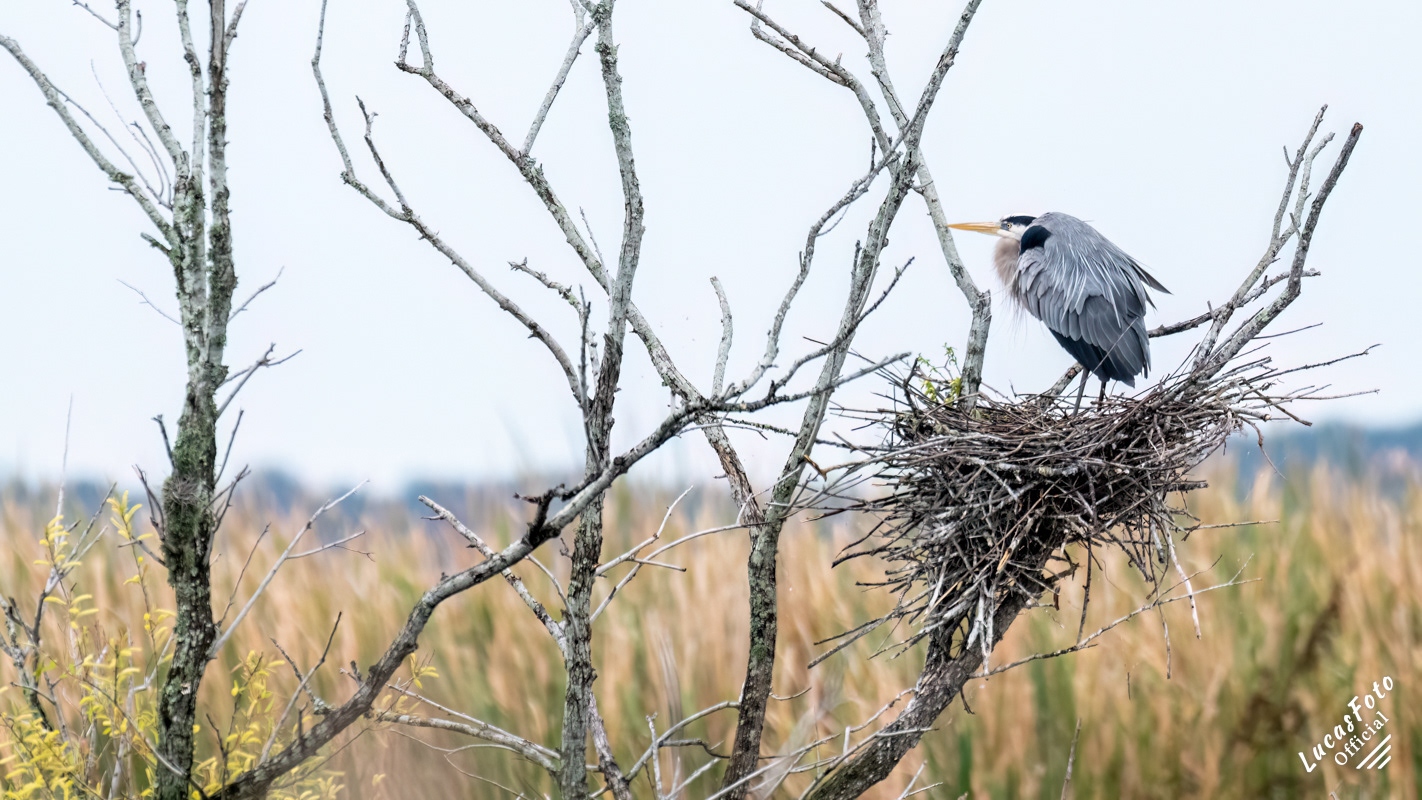 Great Blue Heron