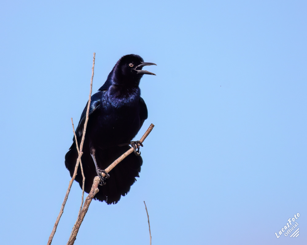 Boat-tailed Grackle