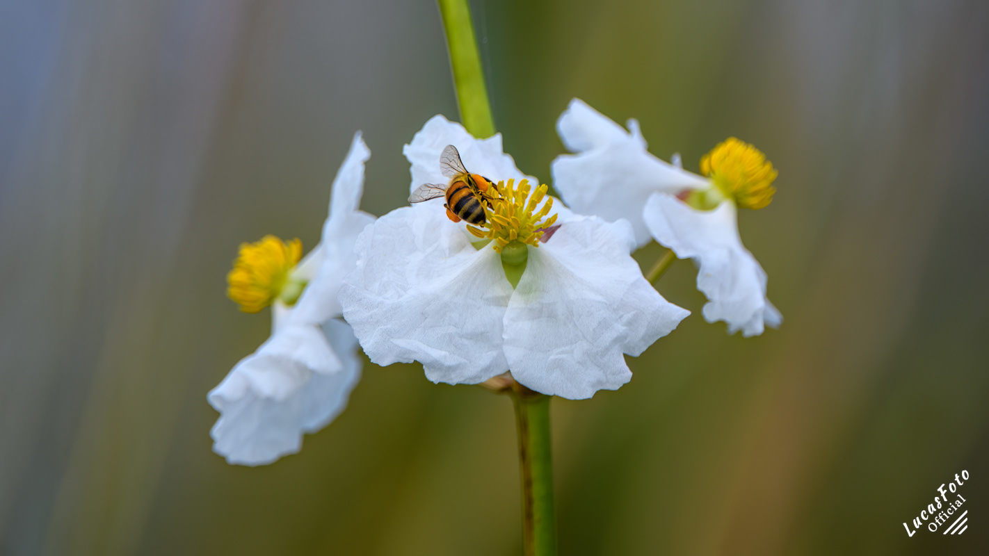 Honey Bee pollinating