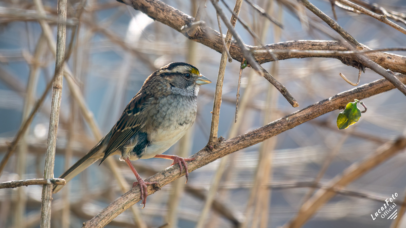 White-throated Sparrow