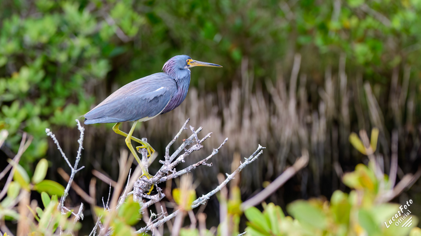 Tricolored Heron