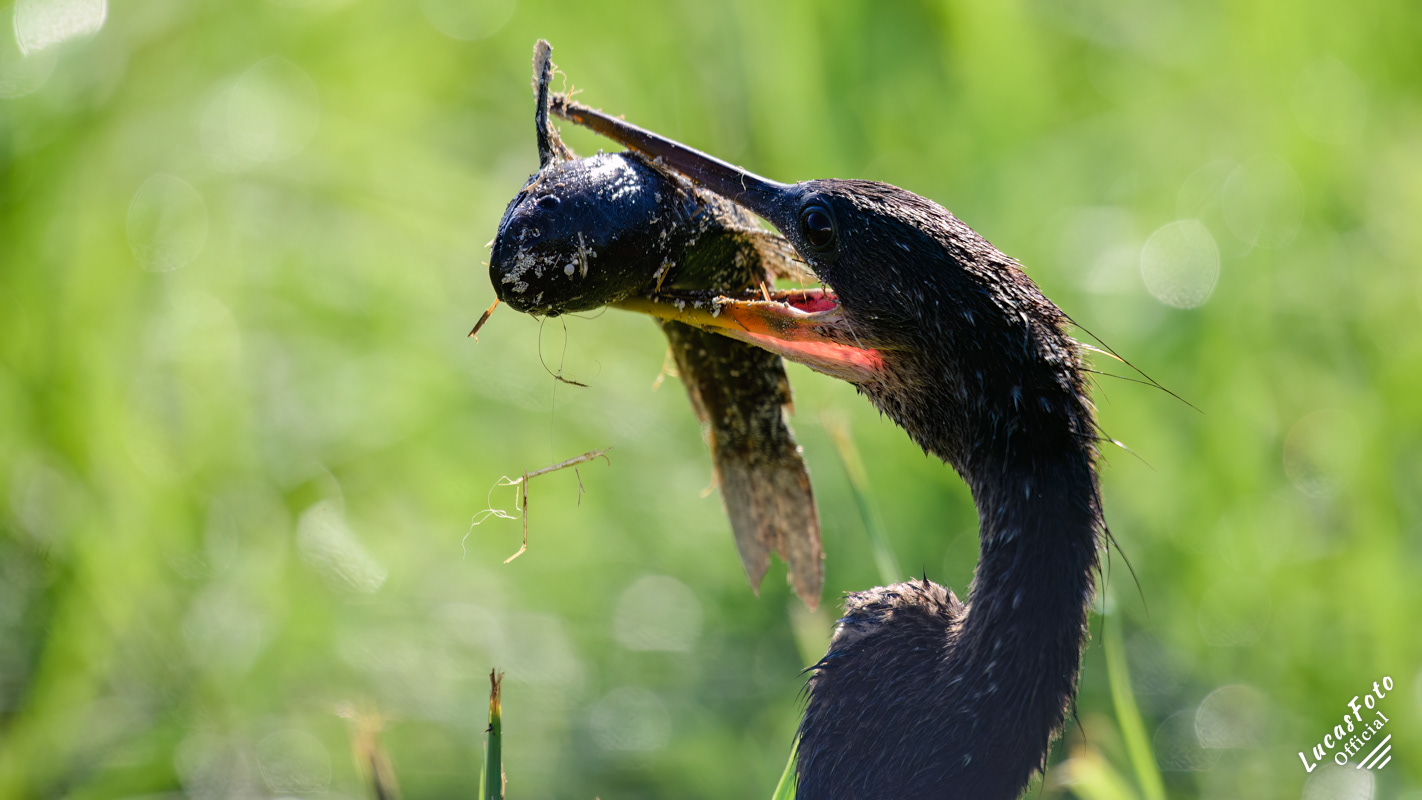 Anhinga