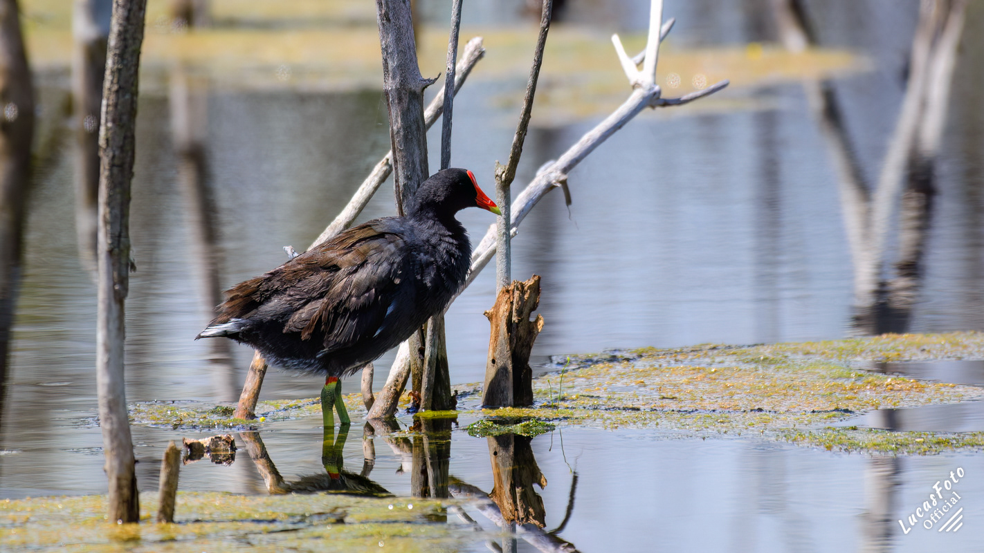 Common Gallinule