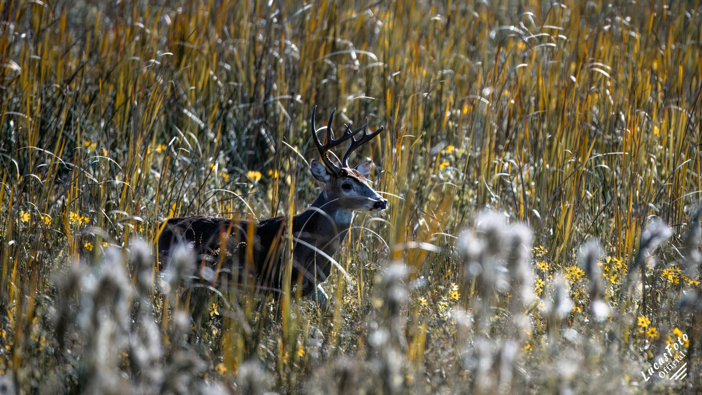 Whitetail