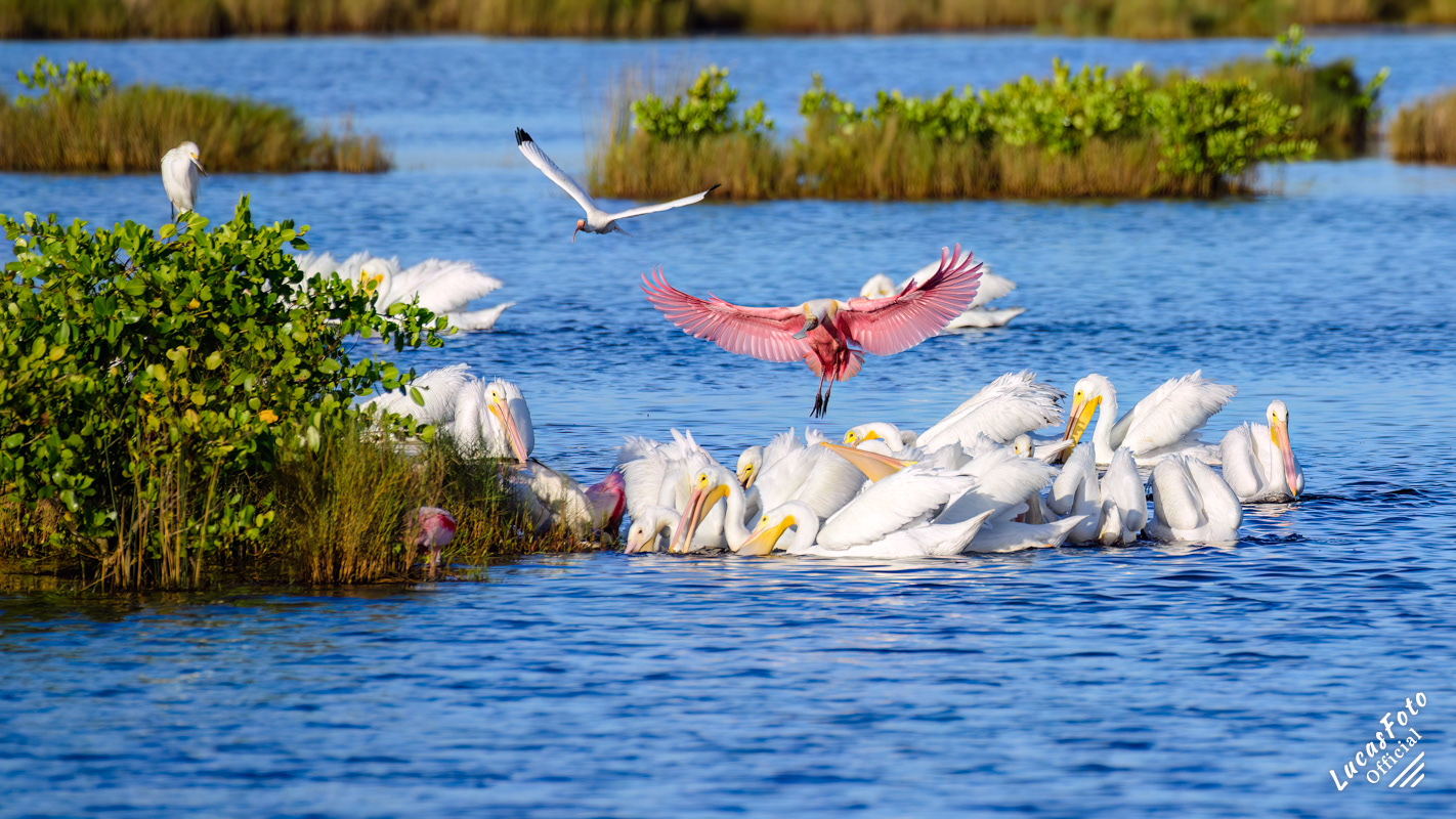 American White Pelican / Roseate Spoonbill