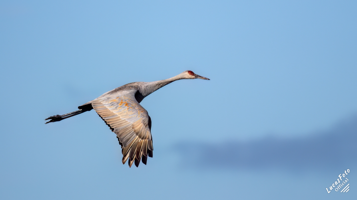 Sandhill Crane