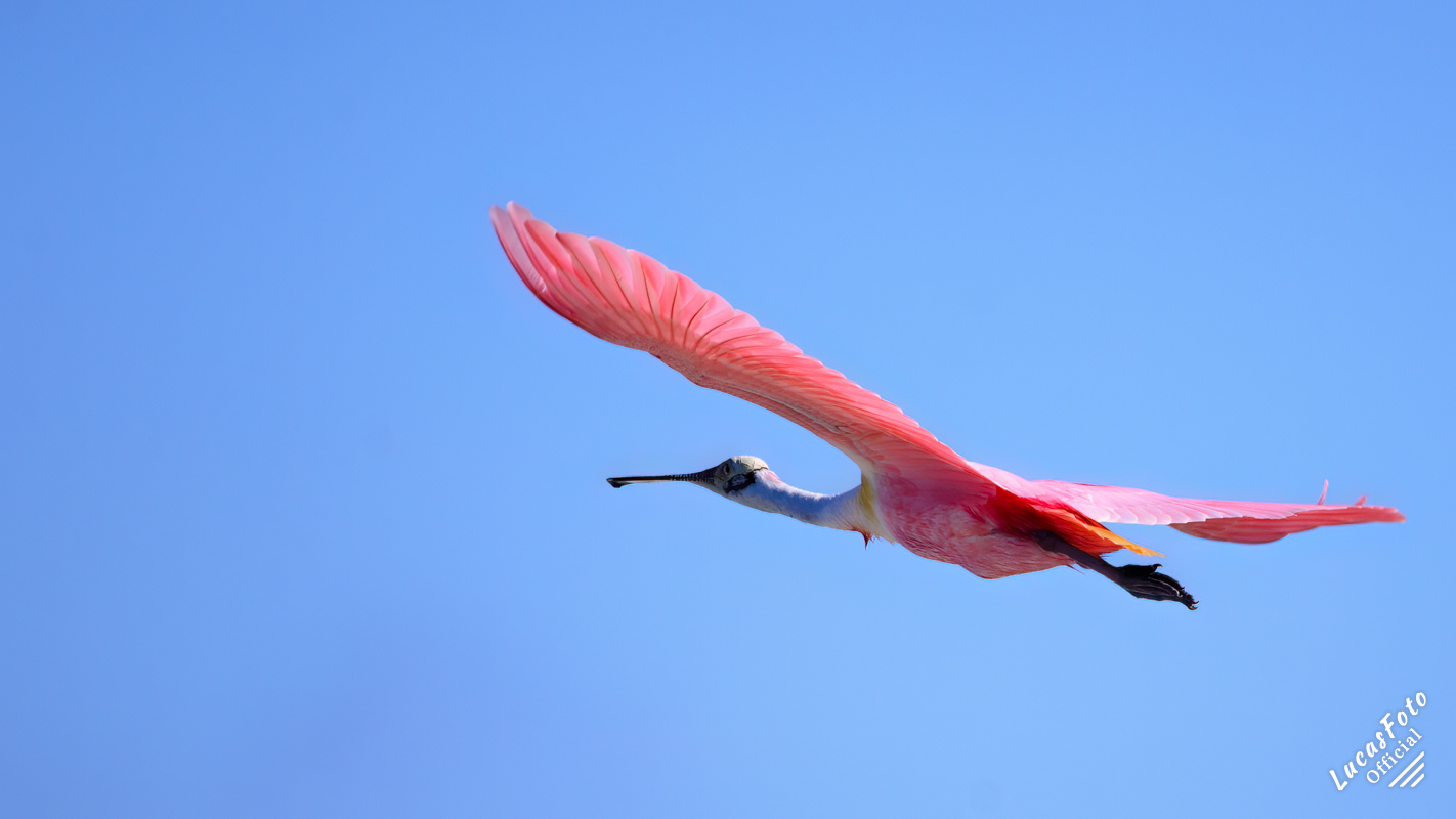 Roseate Spoonbill