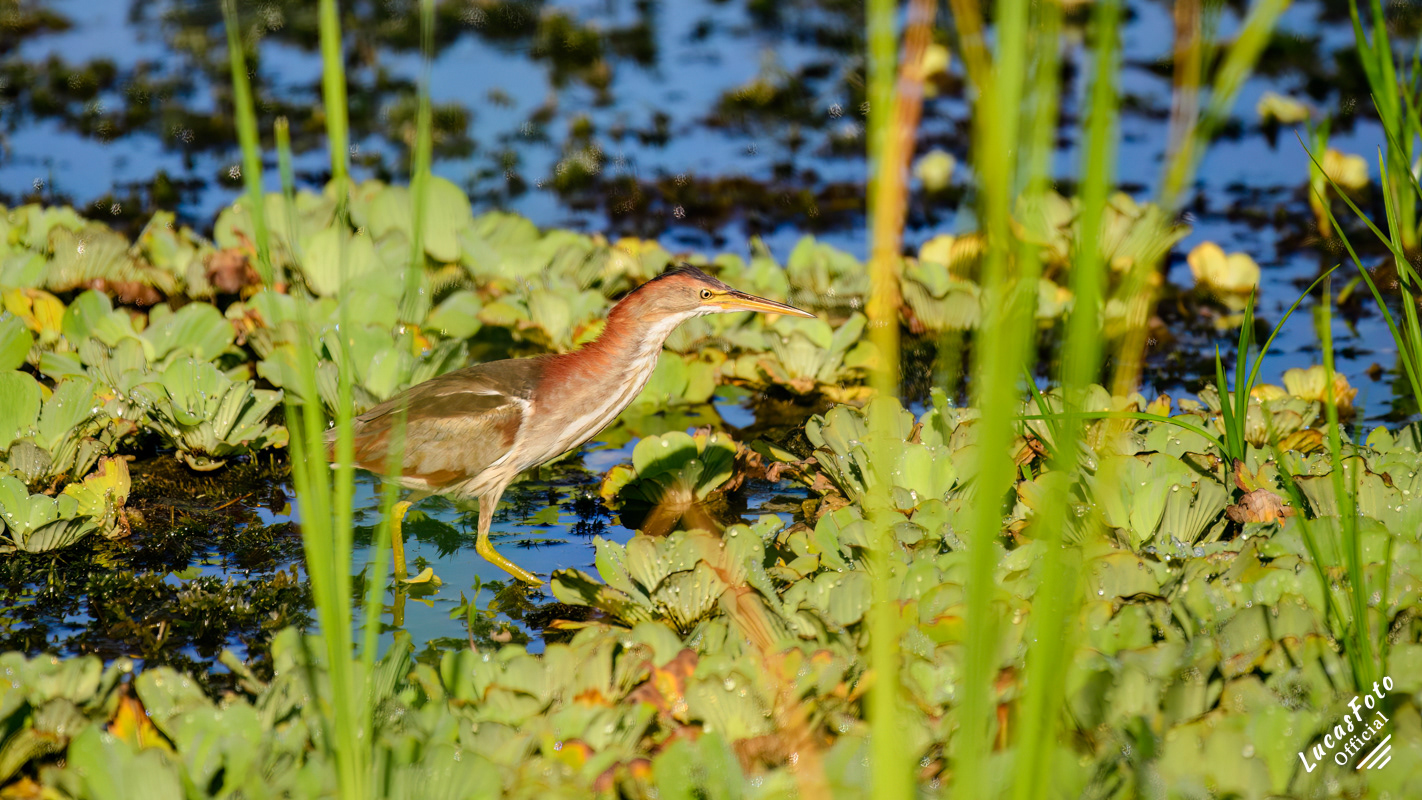 Least Bittern