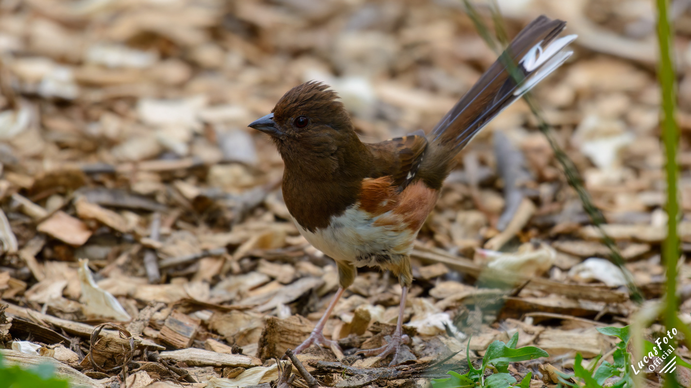 Eastern Towhee