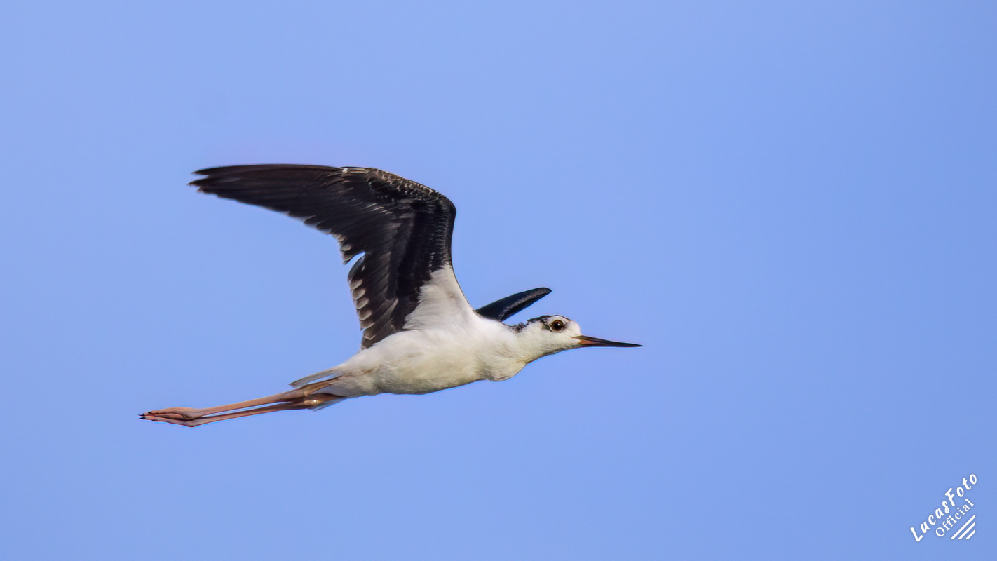 Black-necked Stilt
