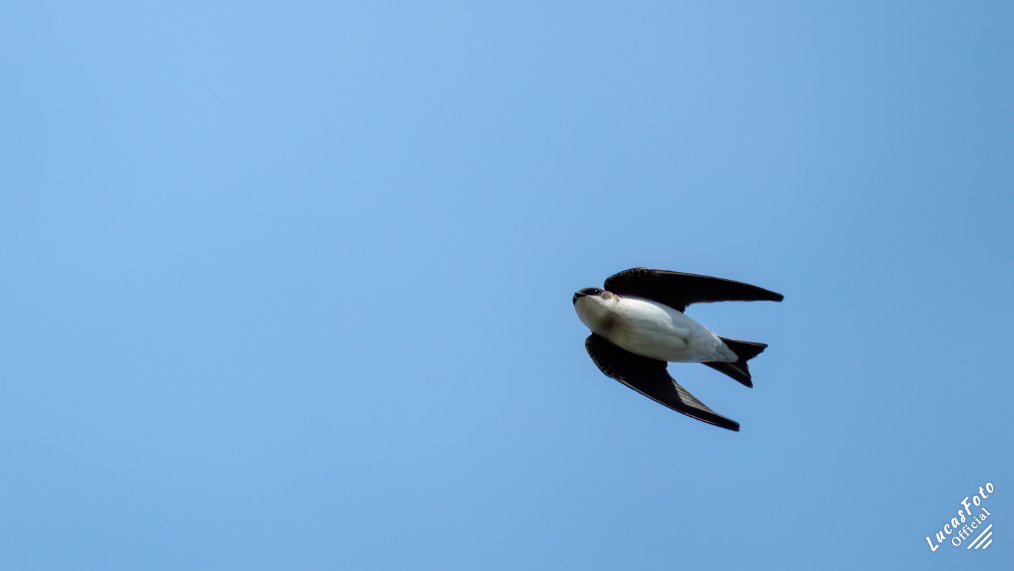 Tree Swallow