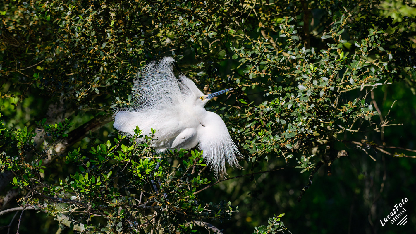 Snowy Egret