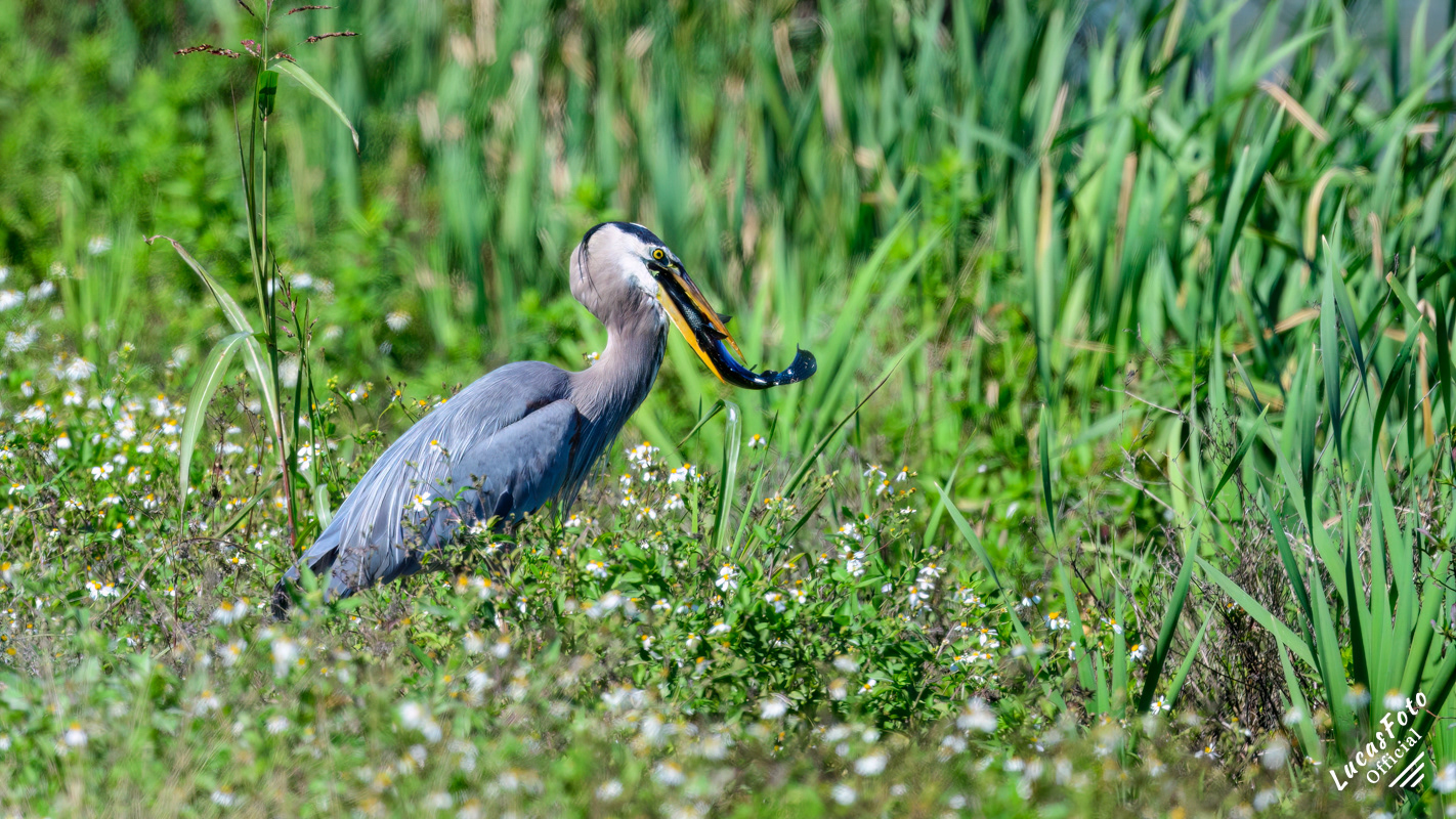 Great Blue Heron