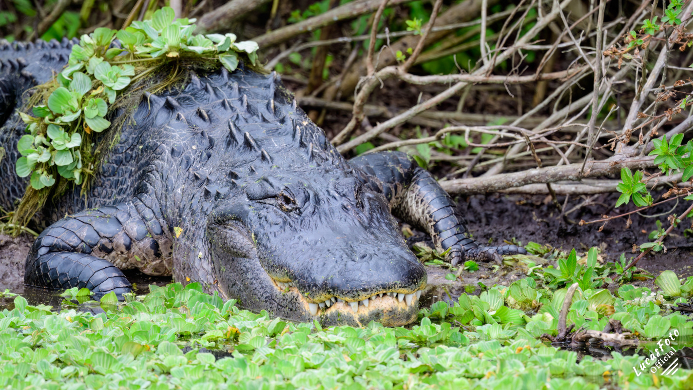 Alligator