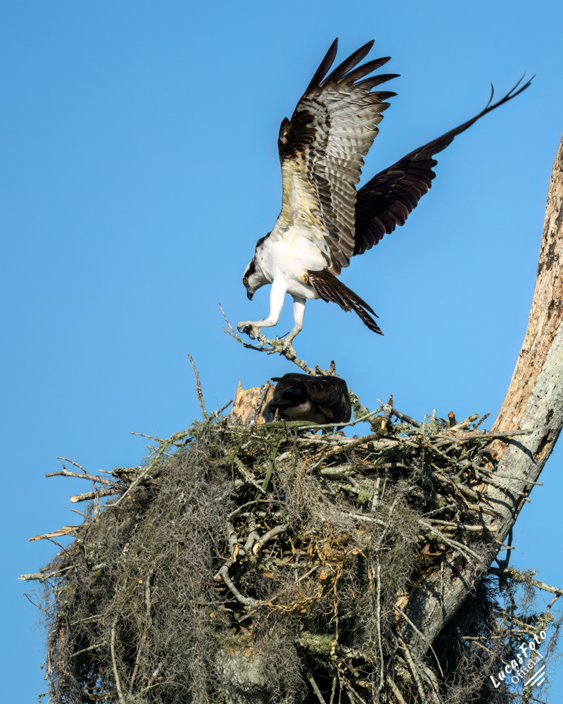 Osprey