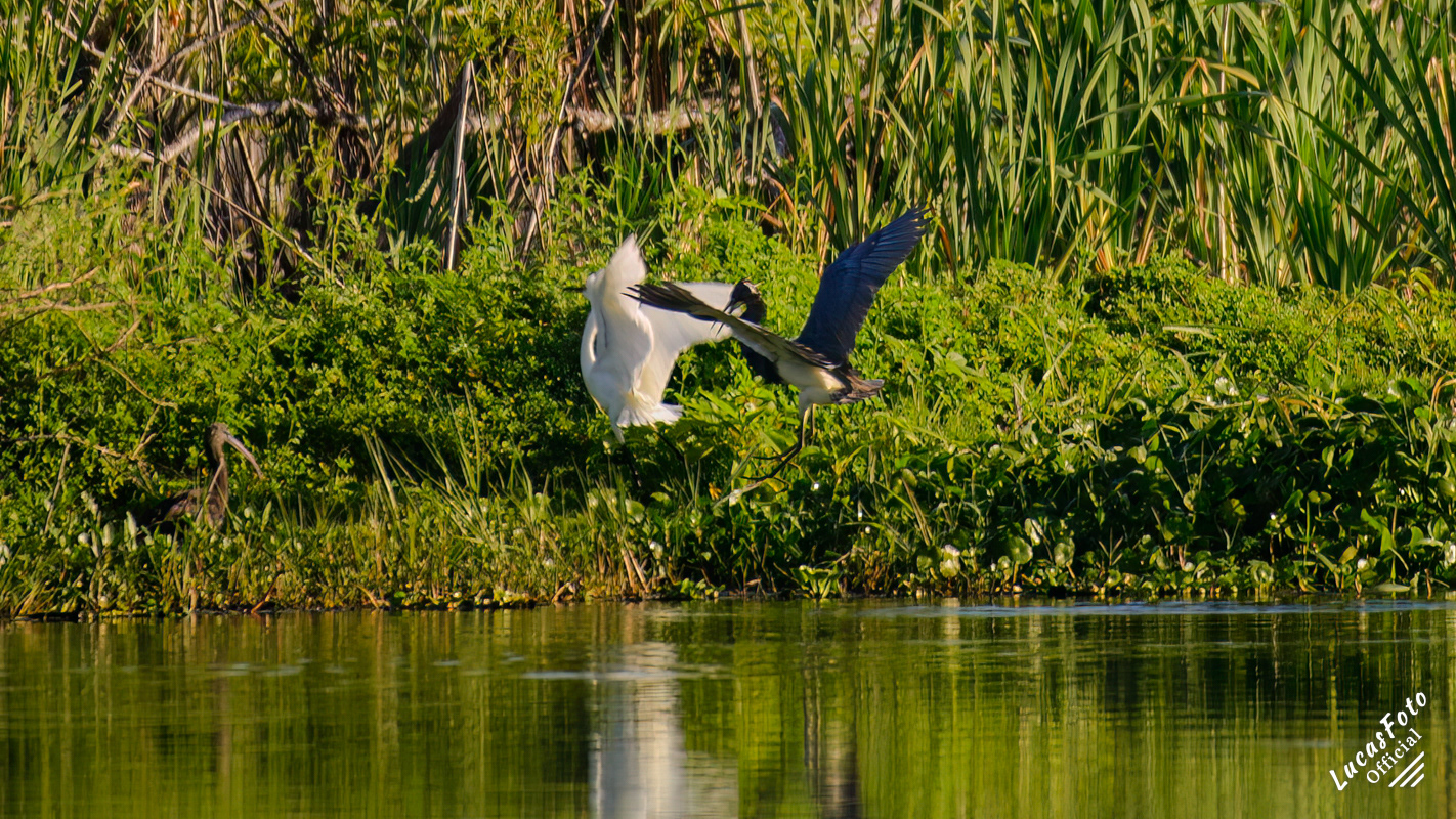 Snowy Egret / Tricolored Heron