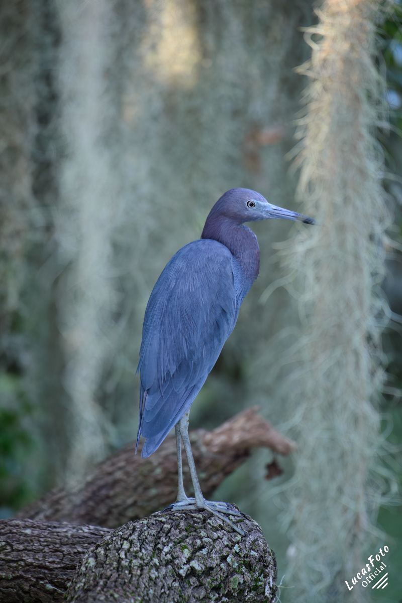 Little Blue Heron
