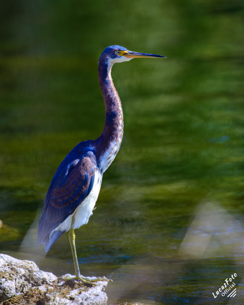 Tricolored Heron